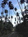 Path with surrounding coconut trees