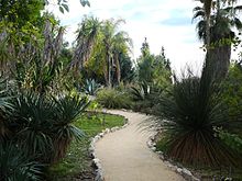 Collections de palmiers et de xanthorrhoea, dans le Jardin botanique de la ville de Nice.