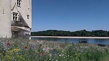 Fotografia che mostra i giardini selvaggi del castello installati nel 2017 in omaggio a Miriam Rothschild.