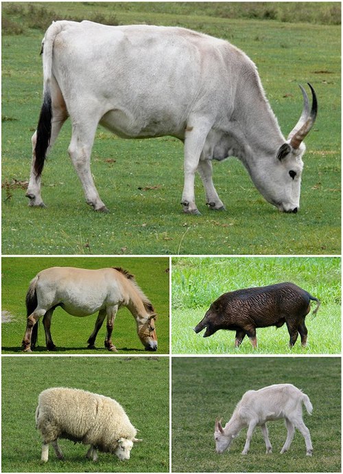 The five most significant domesticated animals: clockwise, cattle, pigs, goats, sheep and horses