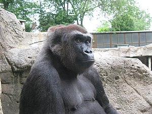 Female western lowland gorilla curious, bust side profile