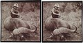 Jorma Gallen-Kallela sitting on a dead African buffalo on a safari in Tana, 1910. (16441917035).jpg