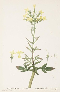 Kalanchoe laciniata Candolle-Plantarum Historia Succulentarum-Band2-Tafel100.jpg