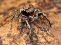 Habronattus coecatus male