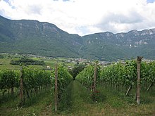 Vineyards at Kaltern in Uberetsch Kaltern mit Mendelpass.jpg