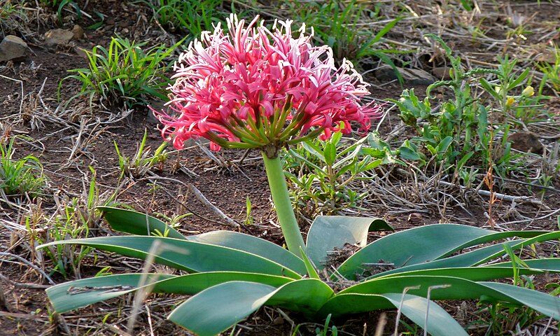 File:Karoo Lily (Ammocharis coranica) (6014337181).jpg