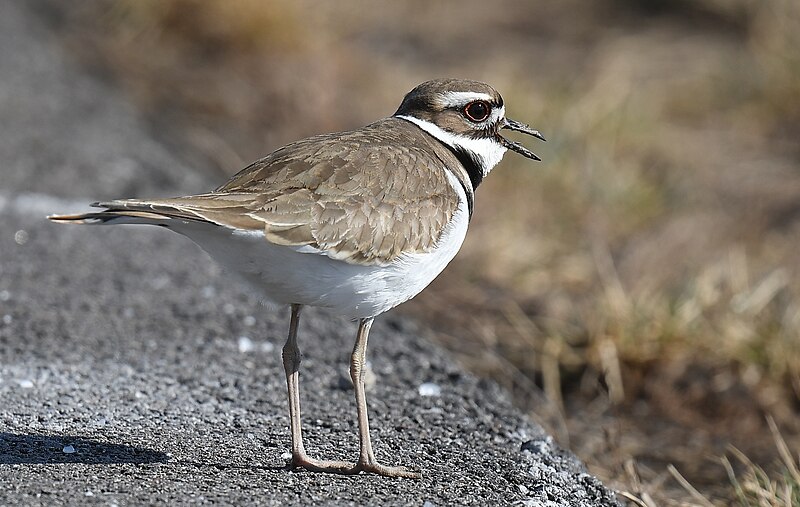 File:Killdeer - 51901826244.jpg