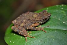 Kinabalu ingichka qurbaqa (Ansonia hanitschi) 5.jpg