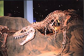 全身骨格化石のレプリカです。ロイヤル・ティレル古生物学博物館に展示されているものです。