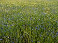 * Nomination Cornflower in barley field in Bamberg --Ermell 20:20, 11 January 2023 (UTC) * Promotion  Support Good quality. --Velvet 09:20, 12 January 2023 (UTC)  Support Good quality. --Boaventuravinicius 20:17, 14 January 2023 (UTC)