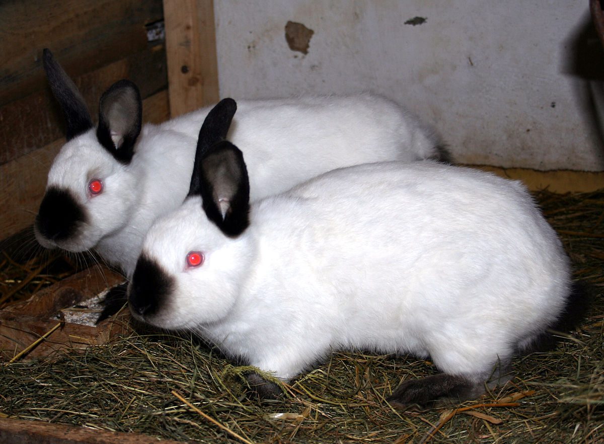 Californian rabbit - Wikipedia