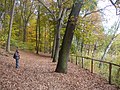 Krumme Lanke - Rundweg (Circular Path) - geo.hlipp.de - 29910.jpg