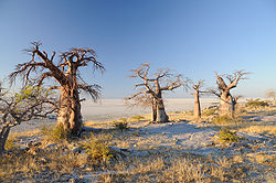 Makgadikgadi kostryulkalar