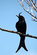 Kuifdrongo (Dicrurus forficatus)