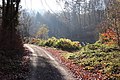 * Nomination Landscape protection area 00561.01 "LSG innerhalb des Naturparks Spessart (ehemals Schutzzone)", nature park Bayerischer Spessart, Waldaschaffer Forst below Kreuzberg --KaiBorgeest 20:51, 17 July 2021 (UTC) * Decline  Oppose Large areas look blown to me. I could reconsider if there's a way to decrease the contrast effectively to recover lost details. -- Ikan Kekek 15:52, 18 July 2021 (UTC)