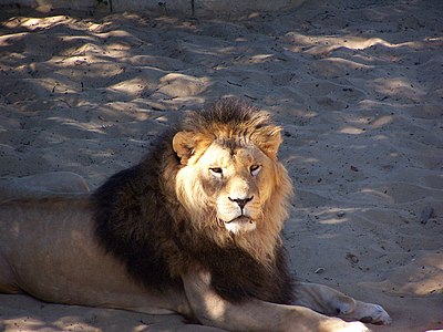 Un lion, le Panthera leo