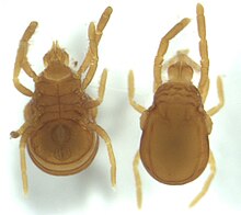 Labidostommatidae.jpg