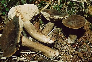 <i>Lactarius fuliginosus</i> species of fungus