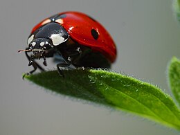 Septyntaškė boružė (Coccinella septempunctata)