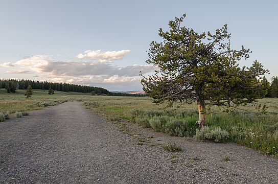 Landscape of Yellowstone National Park near the Lake Lodge 20110818 1.jpg