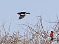 Laniarius atrococcineus, Okavango, Namibia