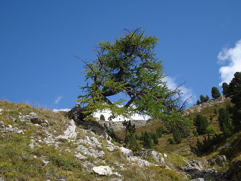 File:Larix decidua Val Mustair.jpg