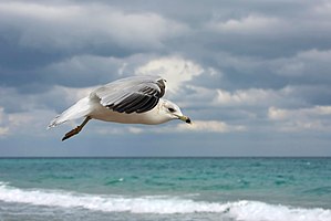 Larus delawarensis