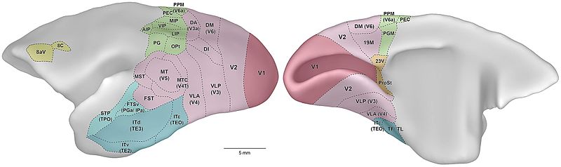 File:Lateral and medial views of the marmoset cerebral cortex.jpg