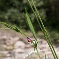 Lathyrus cicera.