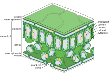 A three-dimensional scientific diagram of the microscopic structure of a leaf. The diagram shows the main tissue layers (listed from top: upper epithelium with cuticle, palisade mesophyll, spongy mesophyll, and lower epithelium with cuticle) as well as the guard cells and the main plant cell organelles.