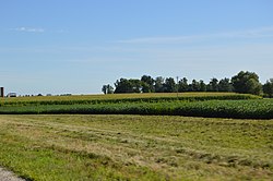 Lefever Road corn and soybean fields.jpg
