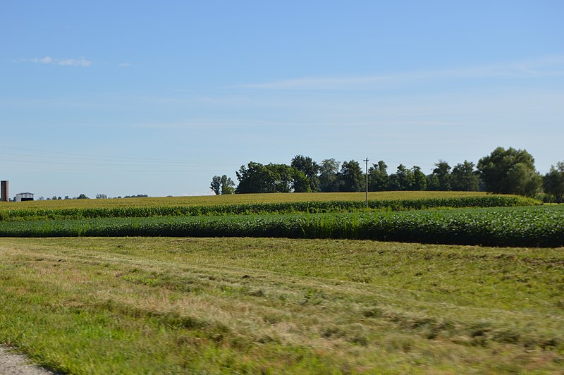 File:Lefever Road corn and soybean fields.jpg