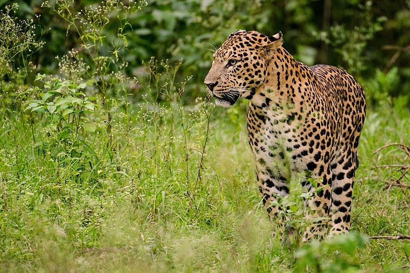 File:Leopard Male Nagarhole.jpg