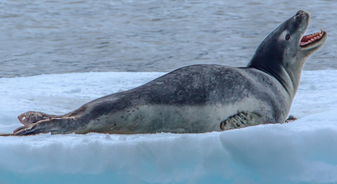 File:Leopard seal 2.jpg