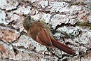 Lepidocolaptes duidae - Duida Woodcreeper; Iquitos, Peru.jpg