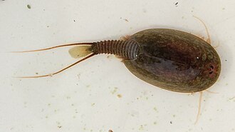 Adult freshwater crustacean of the genus Lepidurus. Lepidurus.jpg