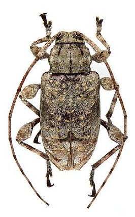 Leptostylopsis argentatus