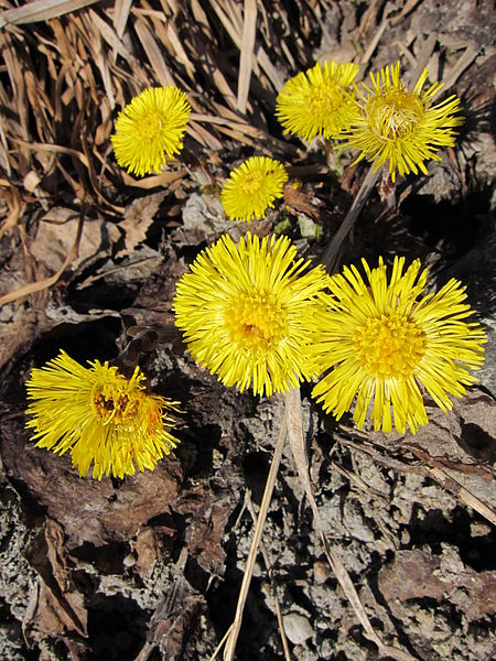 File:Leskenlehti, Ladvo, Naantali, 24.4.2010..JPG