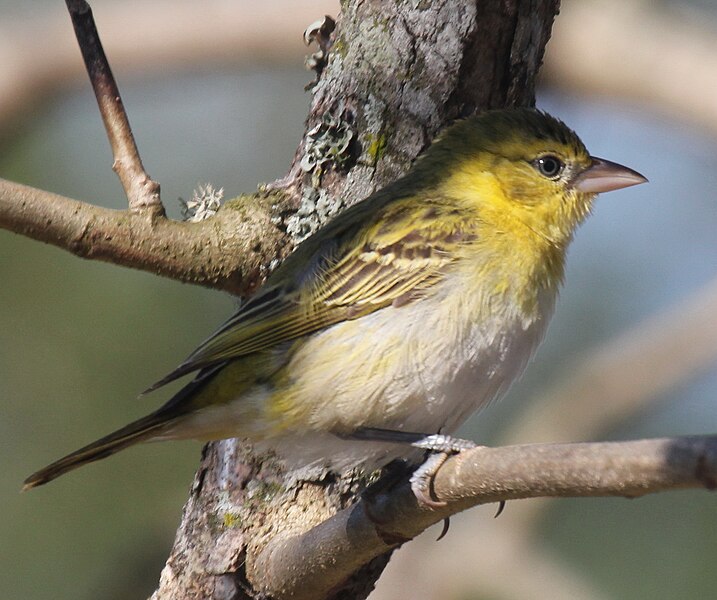 File:Lesser Masked Weaver female RWD.jpg