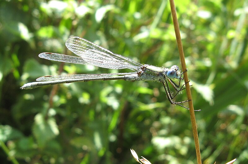 File:Lestes sponsa 4.jpg