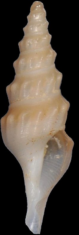 Leucosyrinx pelagia