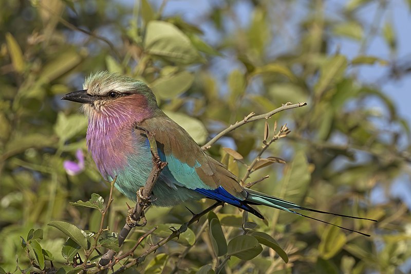 File:Lilac-breasted roller (Coracias caudatus caudatus) Botswana.jpg