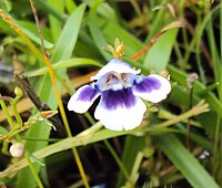 Lindernia hyssopoides