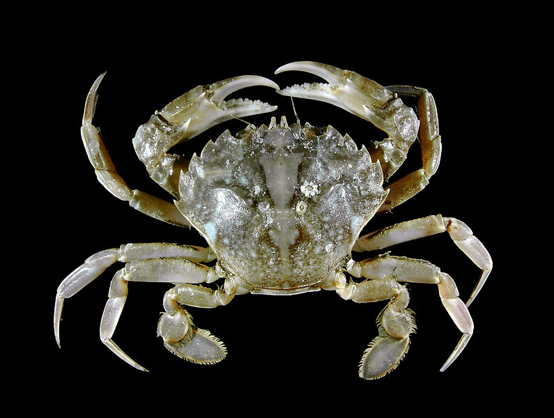 File:Liocarcinus vernalis WB.jpg