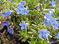 Lithodora diffusa 'Heavenly Blue'