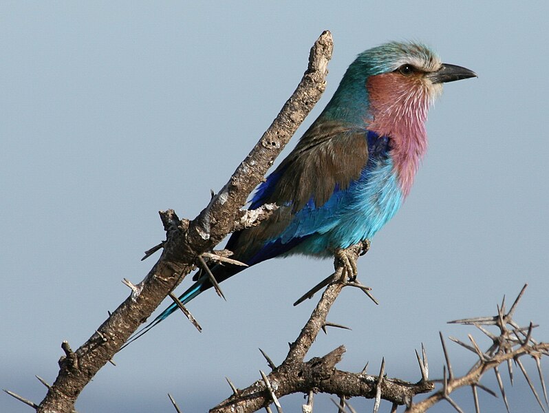 File:Llilac-brested ROLLER (Coracias caudatus) RWD.jpg