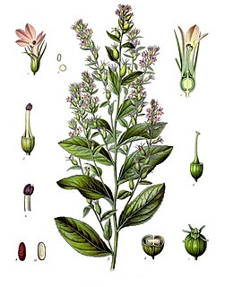 <i>Lobelia inflata</i> Species of plant
