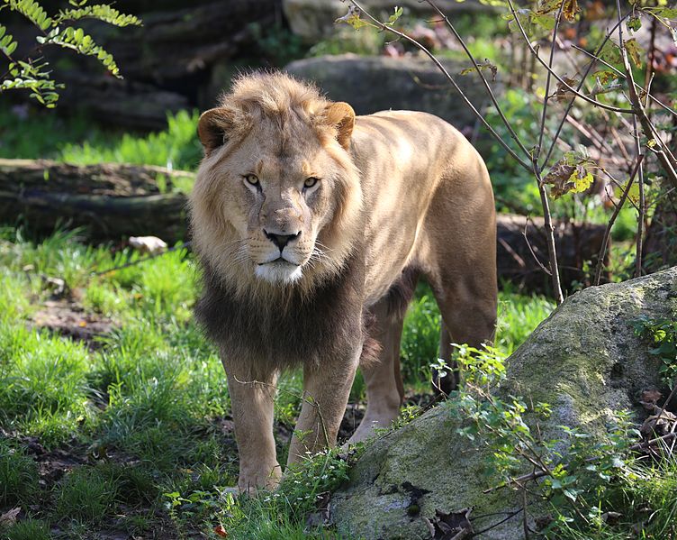 File:Loewe Panthera leo Tierpark Hellabrunn-8.jpg