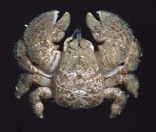 <span class="mw-page-title-main">Hairy stone crab</span> Species of crustacean