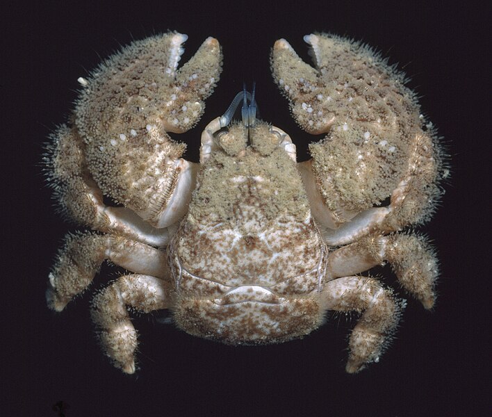 File:Lomis hirta dorsal.jpg